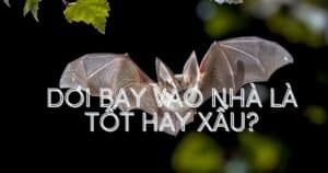 Dơi bay vào nhà 3 vòng đánh con gì?