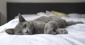 Mèo vào nhà là điềm gì: Phân biệt ngay dấu hiệu đại cát và dấu hiệu xui rủi