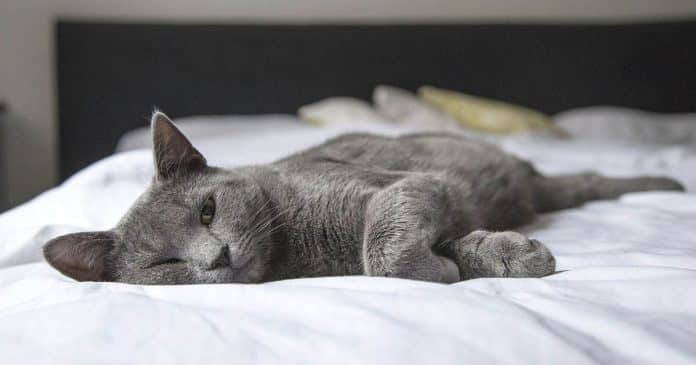 Mèo vào nhà là điềm gì