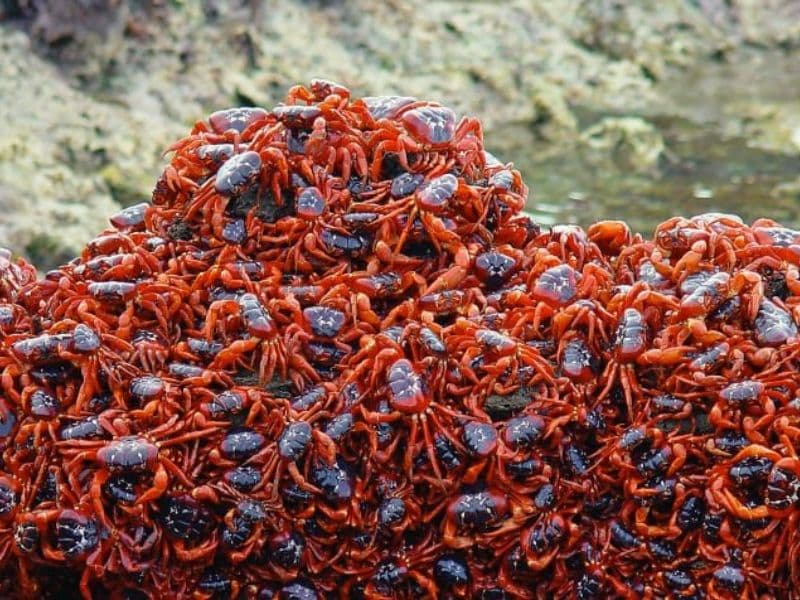 Mơ thấy cua đánh con gì