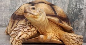 Mơ thấy rùa vàng: Điềm lành gõ cửa nhưng vẫn cần lưu ý 03 cảnh báo