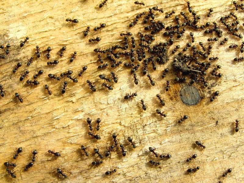 kiến vào nhà là điềm gì lý giải vận may