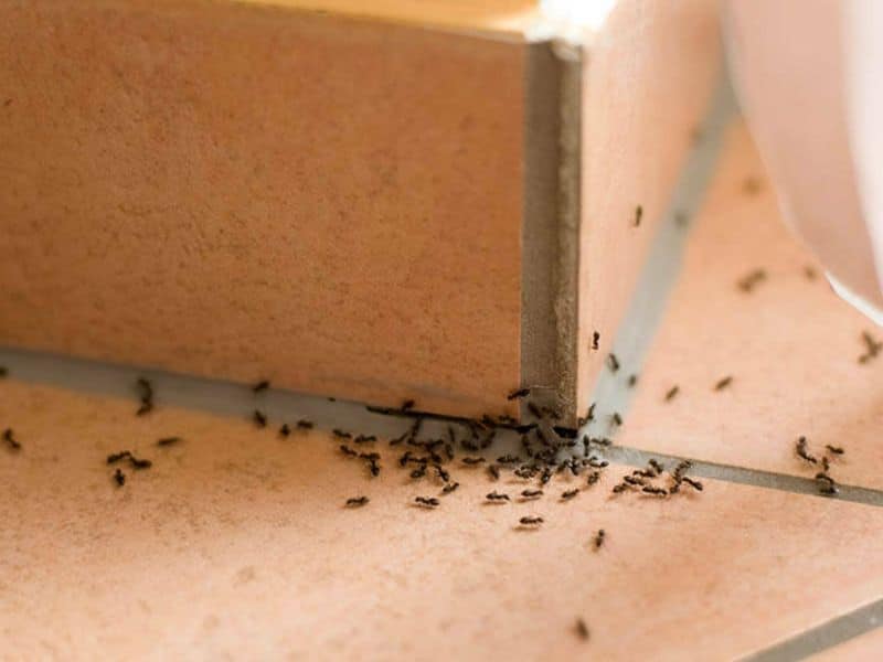 Kiến vào nhà là điềm gì liệu có phải xui rủi