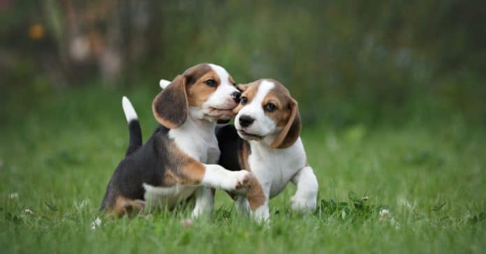 Mơ thấy 2 con chó là điềm gì, số nào hên Mơ thấy 2 con chó là điềm gì, số nào hên