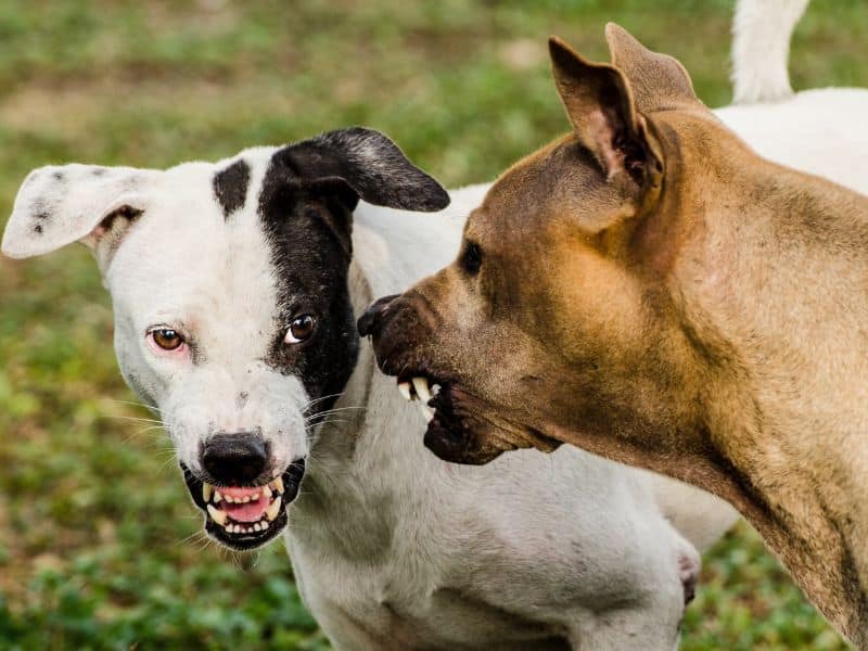 mo-thay-2-con-cho-diem-bao Mơ thấy 2 con chó cắn nhau cảnh báo điều gì