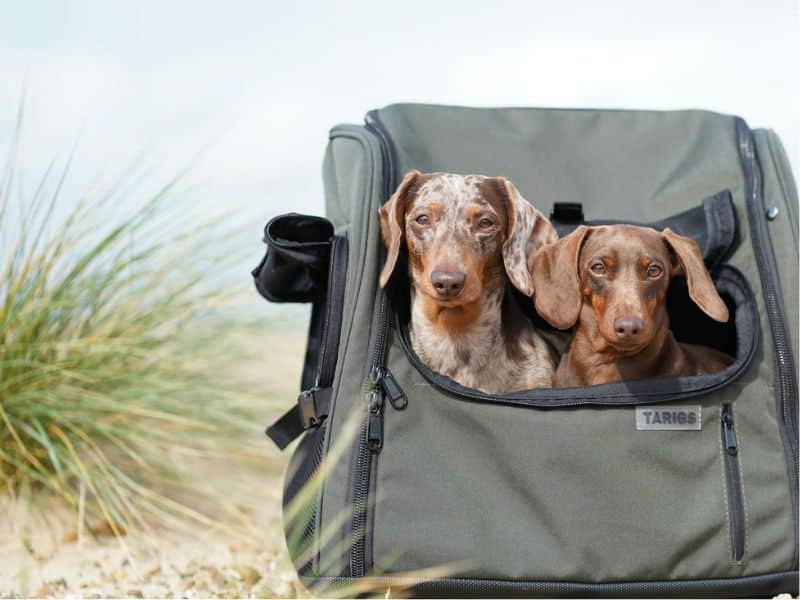 mo-thay-2-con-cho-giai-ma Mơ thấy 2 con chó biểu thị sự trung thành, tình bạn