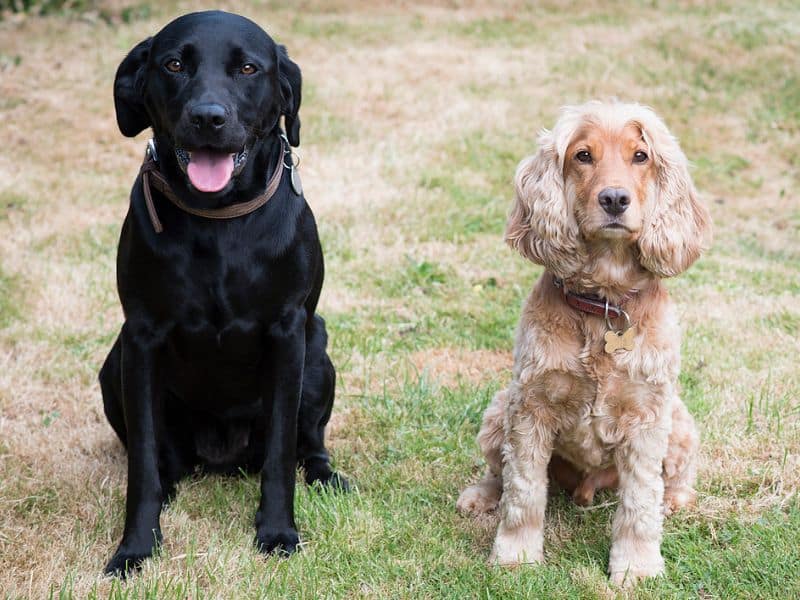 mo-thay-2-con-cho-y-nghia Mơ thấy 2 con chó mang ý nghĩa kép