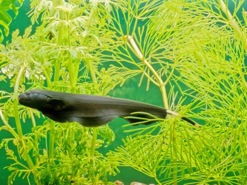 Mơ thấy cá đen là giấc mơ mang điềm lành