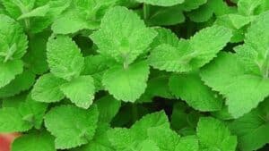 Mơ thấy cây bạc hà đánh con gì? Mơ thấy trồng cây bạc hà