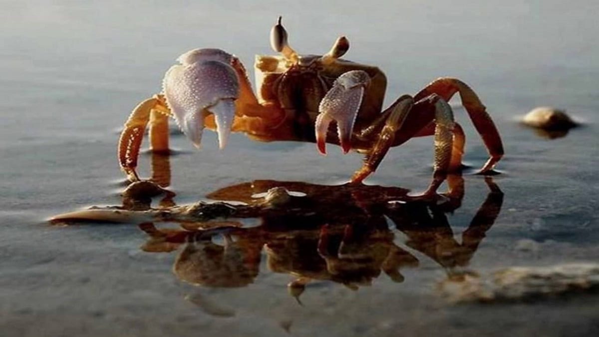 mo-thay-da-trang-danh-con-gi