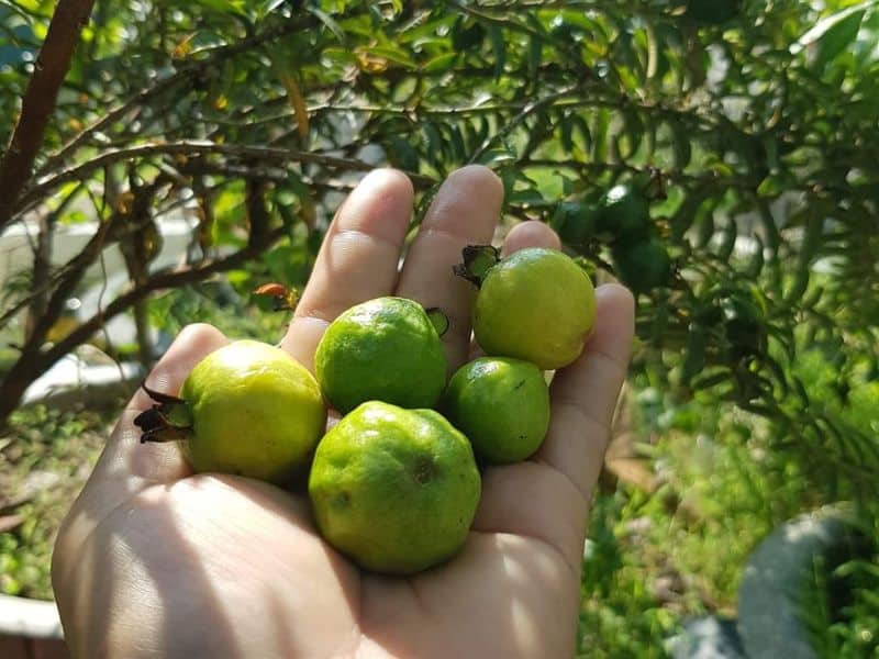 Mơ thấy hái ổi nhiều hay ít sẽ có ý nghĩa khác nhau