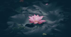 Mơ thấy hoa sen đánh con gì? Giải mã giấc mơ thấy đầm sen