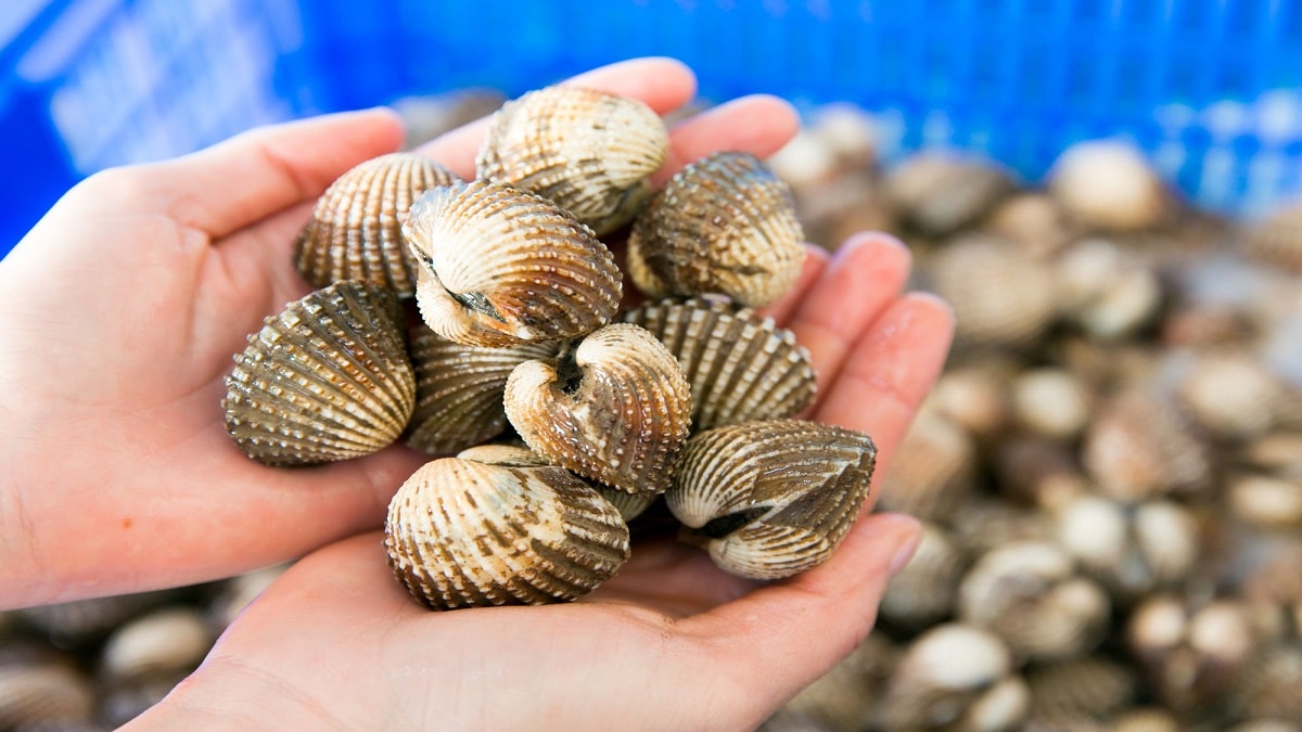 mo-thay-so-huyet-danh-con-gi mo-thay-so-huyet-danh-con-gi