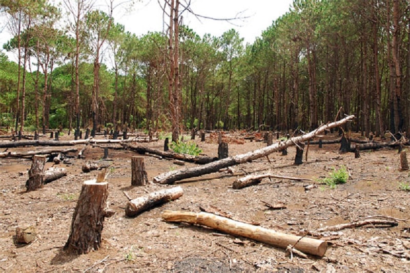 nam-mo-thay-chat-cay-rung nam-mo-thay-chat-cay-rung