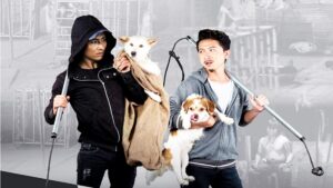 Mơ thấy trộm chó đánh con gì? Ý nghĩa giấc mơ này